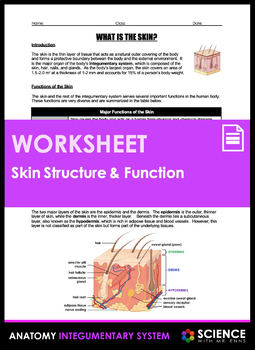 Worksheet - What is the Structure and Function of Skin (HS-LS1) | TpT