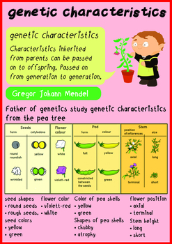 Preview of Worksheet on genetic characteristics For children in grades 4-8