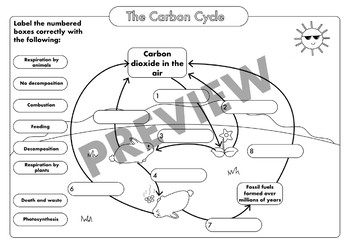 carbon cycle worksheet
