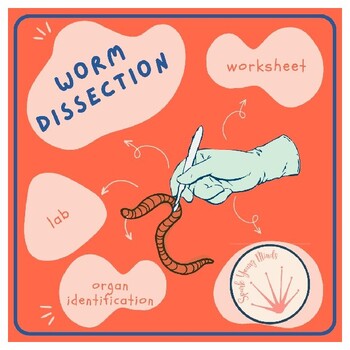 Preview of Worm Anatomy - Dissection Observation