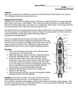 Preview of Worm Dissection; procedure & questions