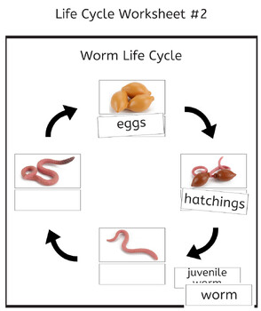 Worm Life Cycle 3-Part Cards & Worksheets - Montessori Nomenclature