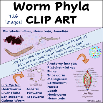 Preview of Worm Phyla Platyhelminthes Nematoda Annelida Clip Art Biology Life Science