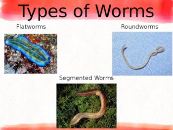 Worms Notes by There is Gnome place like school