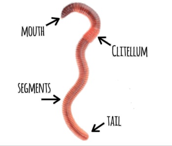 Details about   Lifelike Earthworm Growth Cycle Life Cycle Model Children Kid Early Teaching Toy 