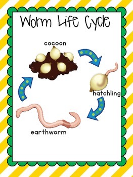 Wormy Worm-Earthworm Unit and Craft by Geaux First Grade | TpT