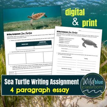 Preview of Writing Assignment on Sea Turtles - 4 paragraph essay for Marine Science