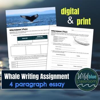 Preview of Writing Assignment on Whales - 4 paragraph essay for Marine Science