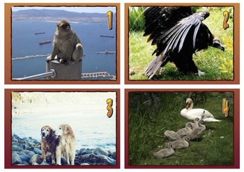 writing prompt pictures and story starters animals