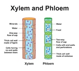 Xylem And Phloem Scheme.