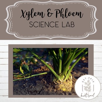 Preview of Xylem & Phloem Lab