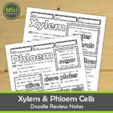 Xylem Phloem in Plants Biology Doodle Sheet Visual Notes W