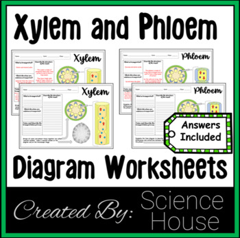 Preview of Xylem and Phloem Diagram Worksheets