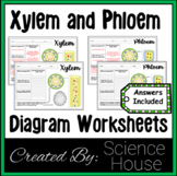 Xylem and Phloem Diagram Worksheets
