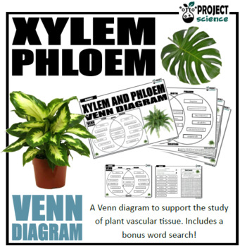 xylem diagram plants