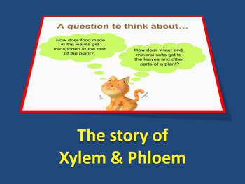 Preview of Xylem and phloem