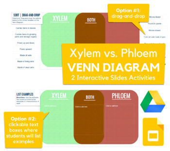 Preview of Xylem vs. Phloem Venn Diagram - drag-and-drop, sorting activity in Slides