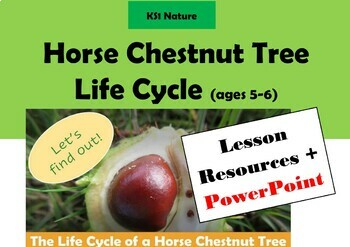 Preview of Y 1 Science: Horse Chestnut Tree Life Cycle  Lesson Resource pack + PowerPoint