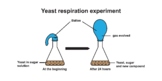 Yeast Respiration Experiment.