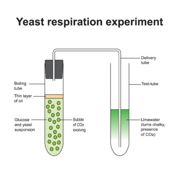 https://ecdn.teacherspayteachers.com/thumbitem/Yeast-Respiration-Experiment--7867690-1672554283/original-7867690-1.jpg