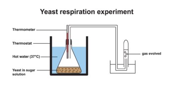 Preview of Yeast Respiration Experiment.