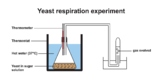 Yeast Respiration Experiment.
