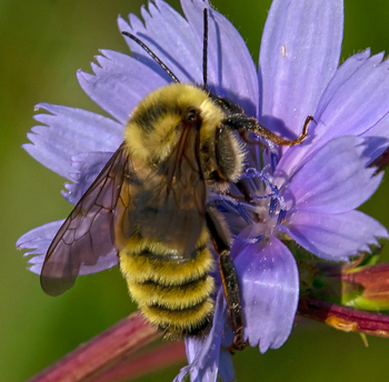 Preview of Powerpoint photo Yellow Bumblebee (Bombus fervidus)  $12