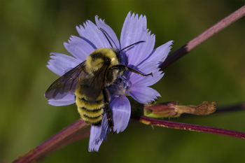 Preview of Yellow Bumblebee (Bombus fervidus) digital photo $10