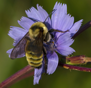 Preview of Yellow Bumblebee (Bombus fervidus) on chicory flower photograph $10