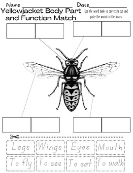 Preview of Yellow Jacket Body Part and Function Cut & Paste Worksheet