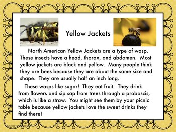 Yellow Jackets Facts