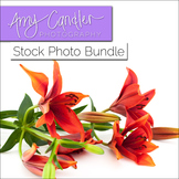 Yellow & Red 'Lily' Flower Stock Photo Bundle