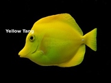 Yellow Tang - Fish Power Point - Facts Information Pictures