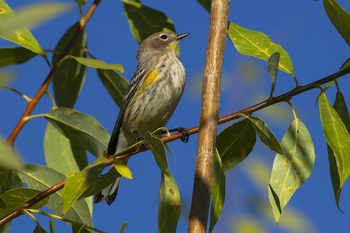 Preview of Yellow-rumped Warbler (Setophaga coronata) digital photo for sale