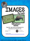 Yellowstone Buffalo Images for Commercial Use