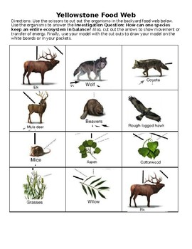 Preview of NGSS Yellowstone Food Web Activity Ecology Unit Investigation 3 Ancillary F