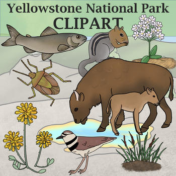 Preview of Yellowstone National Park Clip Art - Plants and Animals of the National Parks