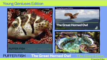 Preview of Young Geniuses: Puffer Fish — The Great Horned Owl — The Giant Clam
