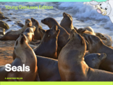 Young Geniuses: Seals - Online Learning