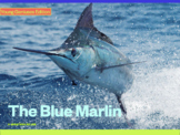 Young Geniuses: The Blue Marlin - Online Learning