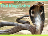 Young Geniuses: The King Cobra - Online Learning