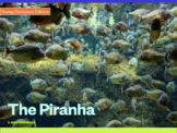 Young Geniuses: The Piranha - Online Learning