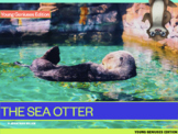 Young Geniuses: The Sea Otter - Online Learning