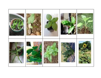 Preview of Young Plant Compared to Parent Plant Sort K.10C