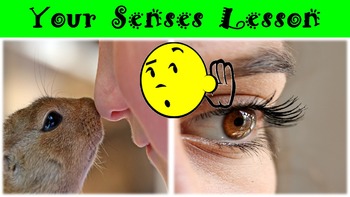 Preview of Your Senses No Prep Lesson with Power Point, Worksheet, and Partner Activity