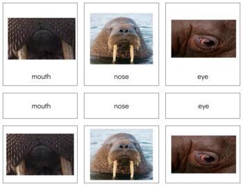Preview of Z003 (GOOGLE): WALRUS (parts of) 3 part cards (4pgs)