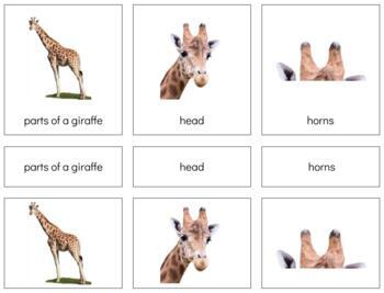 Preview of Z005 (GOOGLE): GIRAFFE (parts of) 3 part cards (4pgs)