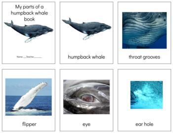 Preview of Z008: HUMPBACK WHALE (parts of) 3 part cards & book making set (10pgs)