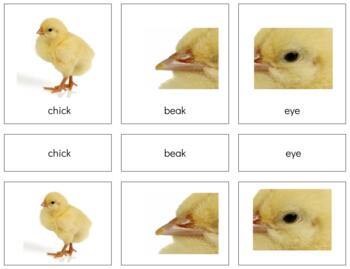 Preview of Z009: CHICK (parts of) 3 part cards (2pgs)