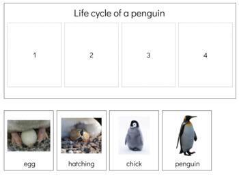 Preview of Z021 (GOOGLE) : PENGUIN (life cycle) strip, book making & worksheets 